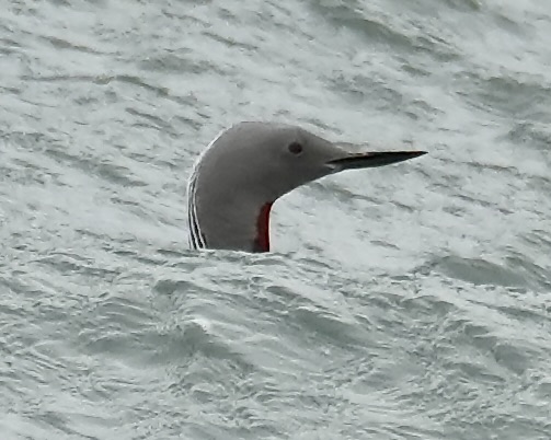 red-throated diver